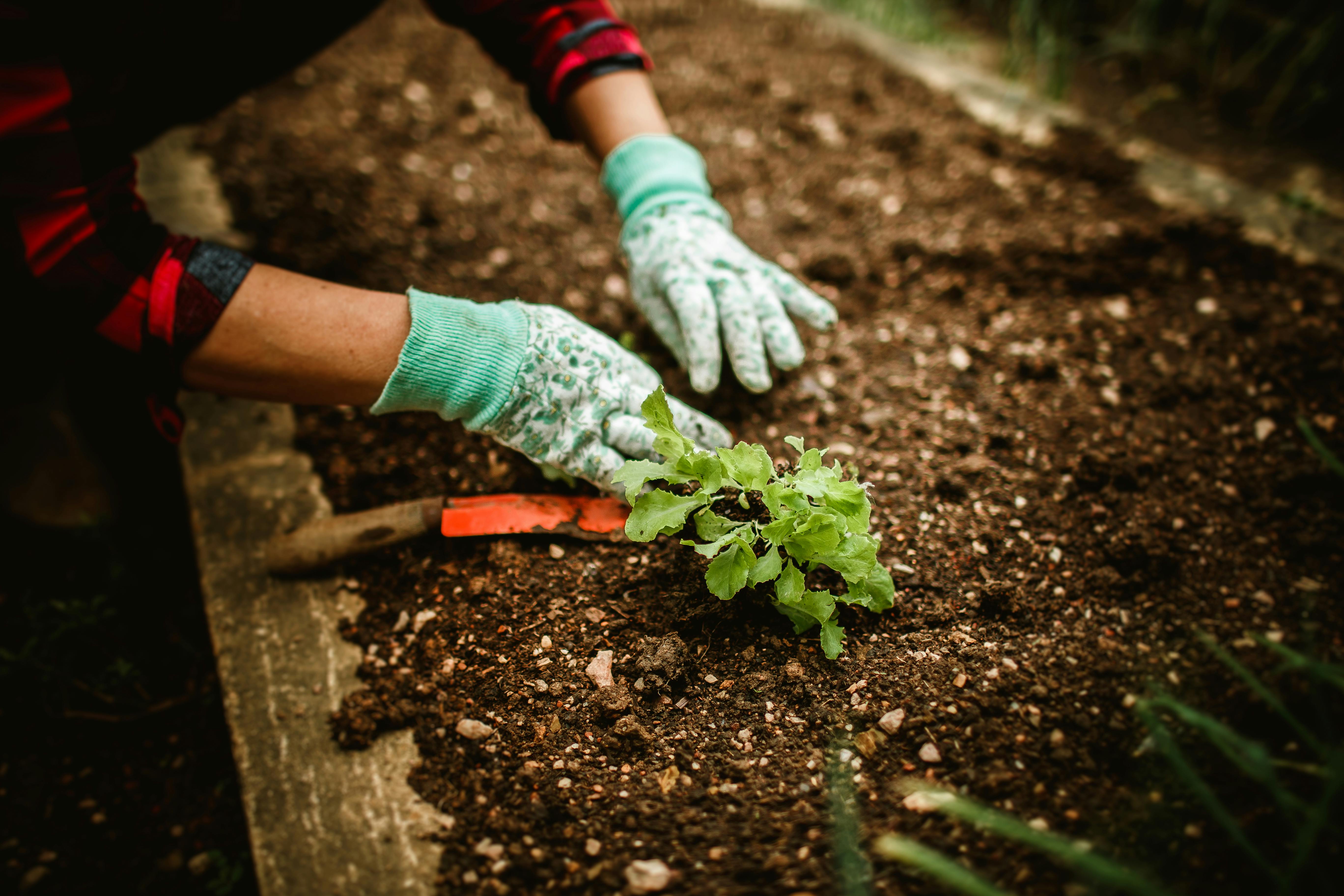 Compost in raised bed